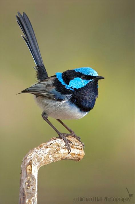 Australia Birds, Eyre Peninsula, Blue Wren, Bird Pet, Birds Pet, Fairy Wren, Murray River, Blue Fairy, Kinds Of Birds