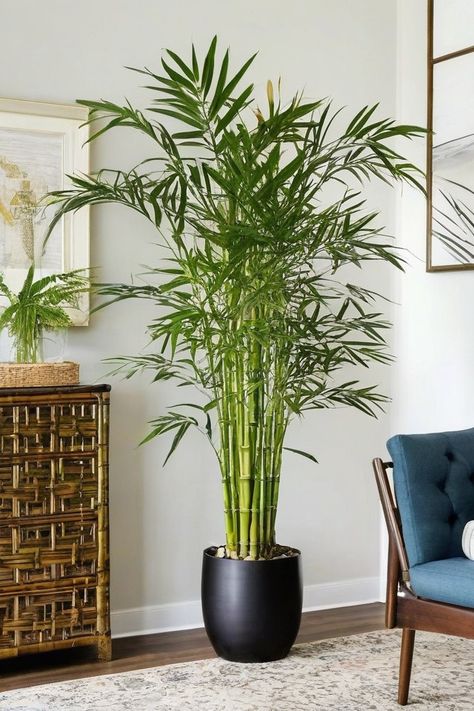 Bamboo Palm Bamboo Tree Indoor, Bamboo Plants Indoor, Bamboo Plant Indoor, Indoor Bamboo Plant, Indoor Bamboo, Fern Images, Cat Safe Plants, Lucky Bamboo Plants, Nerve Plant