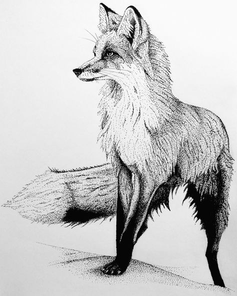 Fox Drawing Sketches Realistic, Fox Black And White Drawing, Realistic Fox Drawing, Fox Drawing Sketches, Pointillism Drawing, Fox Drawings, Pencils Drawings, Shading Drawing, Stippling Art