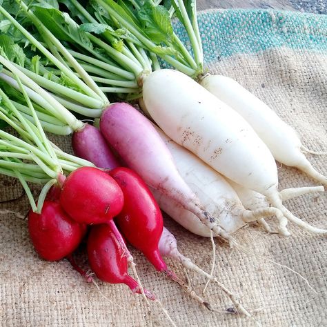 10 Radish Health Benefits That Will Make You Want to Buy a Bunch Radish Health Benefits, How To Store Radishes Long Term, Radishes Benefits, Health Benefits Of Radishes, Radish Photography, Radish Nutrition Facts, Natural Antifungal, Spring Peas, Radish Salad