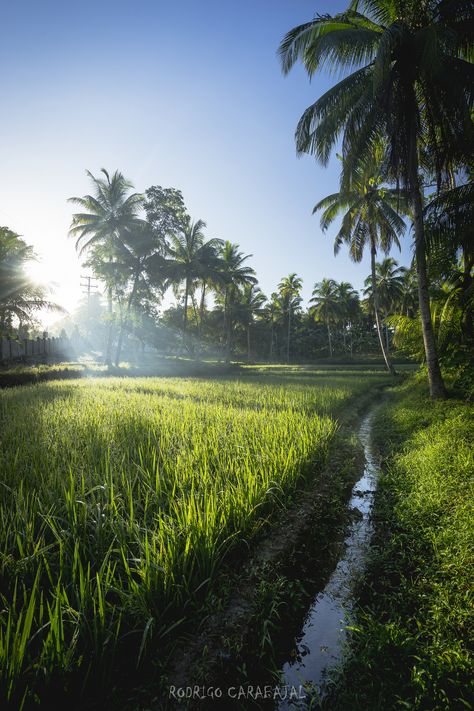 Rice Field Photography, Philippine Rice, Rice Farming, Fish Rice, Farming Technology, Rice Field, Blurred Background Photography, Love Wallpapers Romantic, Village Photography