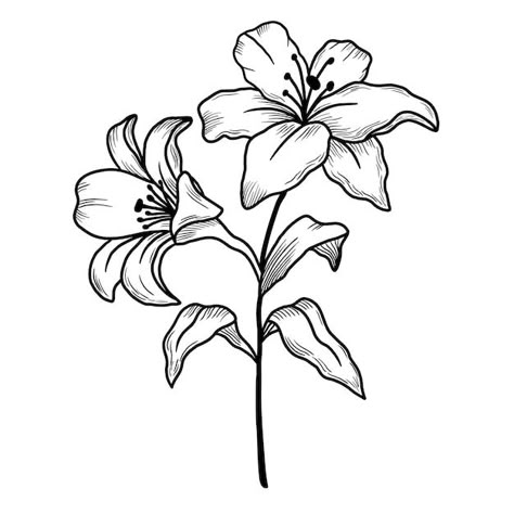 Cartoon Lily Flower, Peruvian Lily Drawing, Day Lily Drawing, Lily Doodle, Lily Line Drawing, Lily Outline, Lilly Drawing, Lily Flower Drawing, Lily Drawing