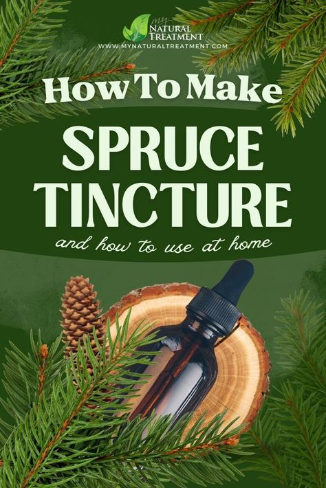 Pine Tincture, Pine Needle Tincture, Medicinal Herbs Remedies, Tinctures Recipes, Spruce Tips, Herbal Medicine Recipes, Herbal Remedies Recipes, Foraging Recipes, Medical Herbs