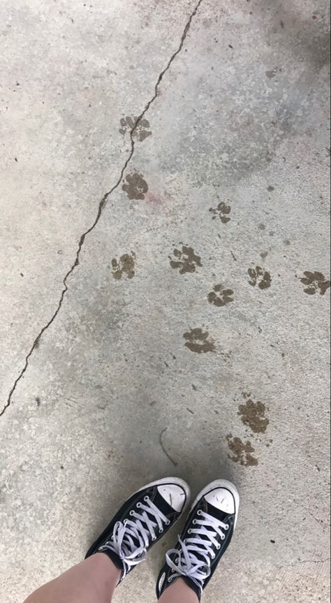 Wet paw prints on concrete Paw Shoes, Paw Painting, Shoe Print, Paw Prints, Chuck Taylor Sneakers, Superga Sneaker, Converse Sneaker, Paw Print, Photo Shoot