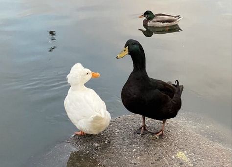 The Lake Merritt Duck Couple That Stole Oakland’s Heart | by Emily Blaire | Jan, 2021 | The Bold Italic Animal Couple Aesthetic, Lake Merritt Oakland, Duck Couple, Wild Ducks, Tall Dark And Handsome, Dark And Handsome, Looney Tunes Show, Wild Duck, Little Duck