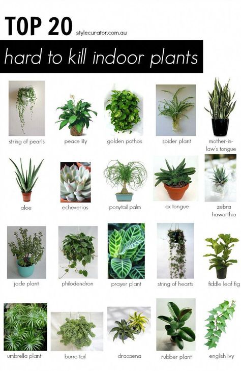 نباتات منزلية, Inside Plants, Bedroom Plants, Jade Plants, Peace Lily, Spider Plants, House Plants Indoor, Outdoor Plants, Green Plants