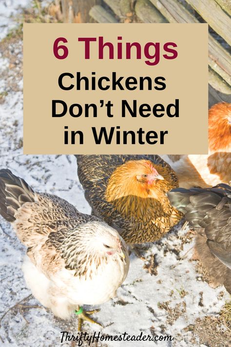 Chicken Coop For Winter, Winter Chickens, Chicken Coop Winter, Chickens Coop, The Best Eggs, Best Eggs, Chickens In The Winter, Chicken Poop, Portable Chicken Coop