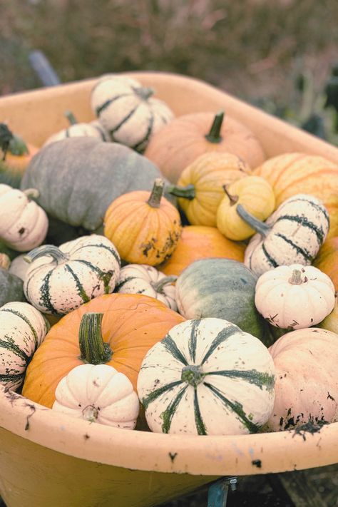 These pumpkins were a complete surprise! 🎃 I didn’t plant any this year, but about 10 pumpkin plants decided to show up on their own, and I couldn’t be happier with the variety. Picked these beauties on a rainy fall day in the PNW—nature always has its way! 🍂🌧️ #SurpriseHarvest #PNWFall #PumpkinPatch #RanchLife #CozySeason" Pumpkin Plants, Rainy Fall Day, Spring Harvest, Rainy Fall, Planting Pumpkins, Pumpkin Picking, Ranch Life, On A Rainy Day, Fall Day