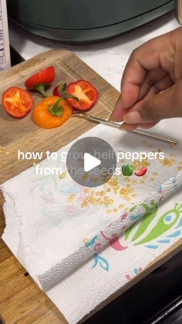 Chyna ♡ on Instagram: "here’s a super easy way to start bell pepper seeds from scraps, this is my first time trying to grow bell peppers and so far so good🤞🏾
•
•
•
#gardening #bellpeppers #growfromscraps #gardeningtips #homestead #apartmentsteading #foodie #blackhomesteader" Strawberry Garden Ideas, Growing Green Peppers, Strawberry Gardening, Grow Bell Peppers, Bell Pepper Seeds, Bell Pepper Plant, Garden Strawberry, Growing Bell Peppers, Strawberry Planter