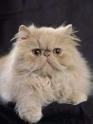 Teacup Persian Cats, Flat Faced Cat, Toxic Plants For Cats, Teacup Cats, Angora Cats, Exotic Shorthair Cat, Himalayan Cat, Flat Face, Persian Kittens