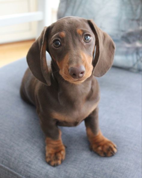 Miniature dachshund, brown and tan. Brown Sausage Dog, Mini Daschunds, Winner Dogs, Chiweenie Puppy, Cream Dachshund, Brown Dachshund, London Girl, Weiner Dogs, Dachshund Puppy Miniature