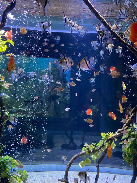 Fish Aquarium Aesthetic, Fish Tank Aesthetic, Aesthetic Aquarium, Aquarium Aesthetic, Fish Aesthetic, Aquarium Pictures, Fish Tank Themes, Aquarium Design, Underwater Photos