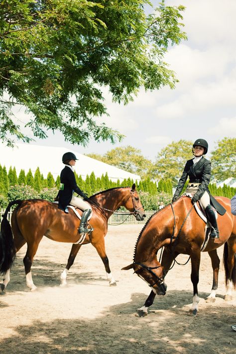 Polo Hunter Jumper Horses, Hunter Horse, Ann Street Studio, Jamie Beck, Horse Anatomy, English Riding, Horse Show, Horse Crazy, Equestrian Life