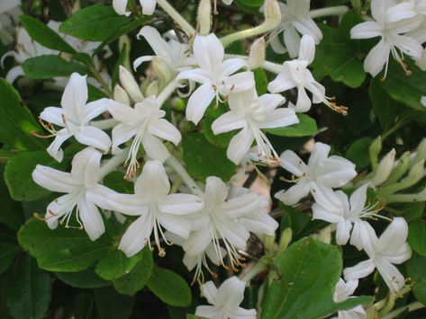 Rhododendron Viscosum, Swamp Azalea, Swamp Honeysuckle, White Swamp Honeysuckle, Deciduous Azalea, Very Late Season Rhododendron, Fragrant Rhododendron, White Rhododendron, White Flowering Shrub Swamp Azalea, Rhododendron White, White Rhododendron, Louisiana Gardening, White Flowering Shrubs, Spanish Bluebells, Landscape Nursery, Clematis Montana, Fragrant Garden