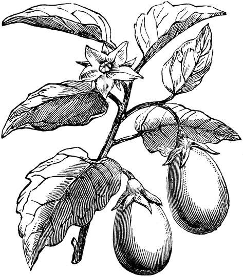 The Eggplant (Solanum melongena) is a flowering plant in the Solanaceae family of nightshades. Its fruit is a common vegetable in cooking. Eggplant Plant, Sock Tattoo, Fruit Sketch, Plant Sketches, Plant Tattoo, Good Morning Animation, Diy Embroidery Patterns, Flower Sketches, Plant Drawing