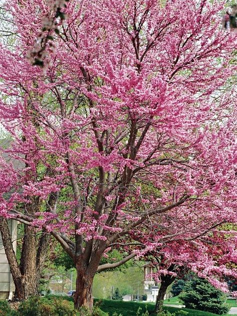 Add beautiful landscaping privacy to your front or back yard with small trees. We've picked a variety of colorful, easy to care for trees that you can plant this spring and watch them grow! From crabapple to dogwood, we have just the right tree to add variety to your yard. Golden Rain Tree, Fringe Tree, Trees For Front Yard, Redbud Tree, Fast Growing Trees, Have Inspiration, Ornamental Trees, Garden Trees, Small Trees