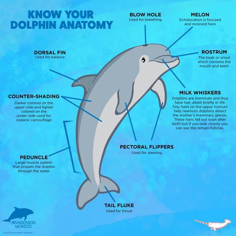 Marine Biologist Notes, Marine Biology Notes, Biology Journal, Peppermint Narwhal, Oceanography Marine Biology, Dolphin Facts, Mammary Gland, Marine Pollution, Fun Facts About Animals