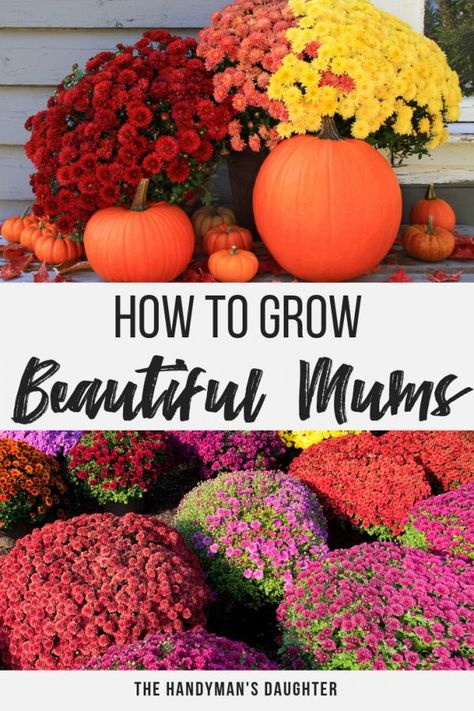 Learn the secrets to growing the best fall mums in your garden or planters!   #mums #gardening #fall #fallgardening #fallplants #grow Decorating With Mums For Fall, Fall Farmstand, Fall Landscaping Ideas, Autumn Mums, Mums And Pumpkins, Manicured Garden, Caring For Mums, Mums In Pumpkins, Fall Landscaping