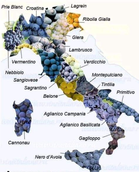 Wine Chart, Wine Vine, Wine Facts, Map Of Italy, Wine Map, Wine Knowledge, Wine Varietals, Wine Education, Italy Wine