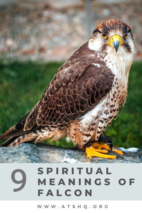 Falcon Spiritual Meaning, Falcon Meaning, Falcon Symbolism, Peregrine Falcon Tattoo, Falcon Feather, Snake Tattoo Meaning, Falcon Tattoo, Falcon Bird, Native American Animals