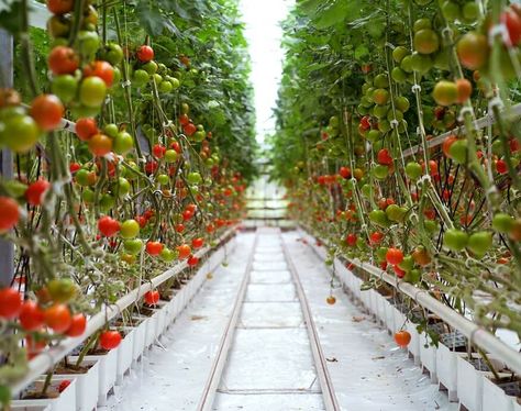 The Best Greenhouse Vegetables - What to Grow in Your Greenhouse - Essential Home and Garden Hydroponic Tomatoes, Greenhouse Vegetables, Tips For Growing Tomatoes, Best Greenhouse, Hydroponic Farming, Hydroponics Diy, Hydroponic Growing, Tomato Garden, Wildflower Garden