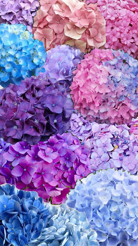 #hydrangeas #hydrangea #flower #flowers #aesthetic #fyp Hydrangea Aesthetic, Landscape Wallpapers, Flowers Aesthetic, Hydrangea Flower, Landscape Wallpaper, Enchanted Forest, Photo Collage, Hydrangea, Enchanted