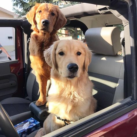 Car Rider, Jeep Dogs, Jeep Wave, Jeep Lover, Offroad Trucks, Jeep Life, Jeep Cherokee, Dog Pictures, Instagram Pictures