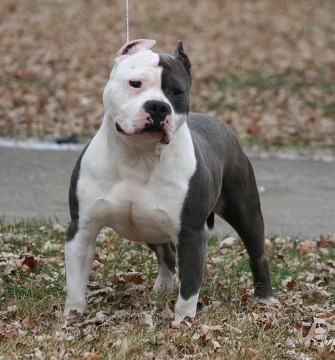 Standard American Bully, American Stafford, Pitbull Dog Breed, American Bullies, Bully Dogs, Pitt Bulls, Bully Breeds Dogs, American Pitbull, Bully Dog