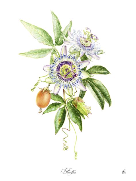 Illustration botanique Passiflora Caerulea/ Passiflore - Aquarelle sur papier - Florence Gendre Passion Fruit Flower, Coral Painting, Flor Tattoo, Flower Reference, Fruit Tattoo, Illustration Botanique, Botanical Artwork, Plant Drawing, Botanical Wallpaper