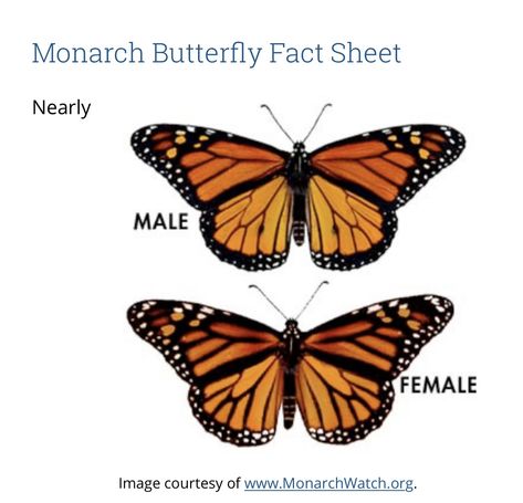 Monarch Butterfly Tattoo Placement, Monarch Hand Tattoo, Monarch Butterfly Chest Tattoo, Black And White Monarch Butterfly Tattoo, Butterfly Varieties, Monarch Butterfly Facts, Monarch Butterfly Art, Monarch Tattoo, Butterfly Identification