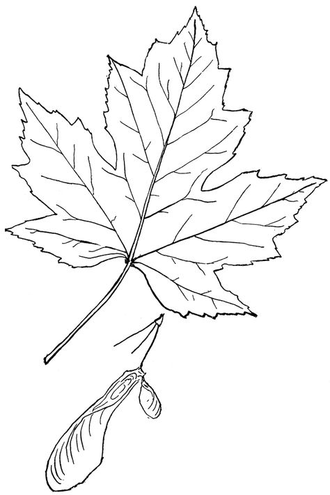 Leaf Outline Template, Maple Leaf Sketch, Maple Leaves Drawing, Anime Sketch Easy, Maple Leaf Outline, Maple Leaf Painting, Maple Leaf Clipart, Maple Leaf Drawing, Maple Leaf Template