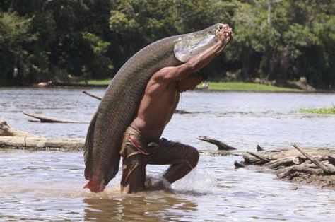 Giant Amazon fish becoming extinct in many fishing communities, saved in others River Monsters, Giant Fish, Fish Face, Amazon River, River Basin, Catching Fish, Phish, Alam Yang Indah, Big Fish