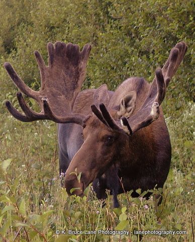 Taken in Gros Morne National Park in Newfoundland and Labrador. Moose Animal, Alaska Moose, Moose Pictures, Gros Morne National Park, Moose Hunting, Moose Deer, Bull Moose, American Animals, Boreal Forest