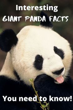 Panda Facts For Kids, Bear Diet, Animal Cell Project, Female Panda, Panda Habitat, Panda Facts, Brown Panda, Giant Panda Bear, Baby Pandas