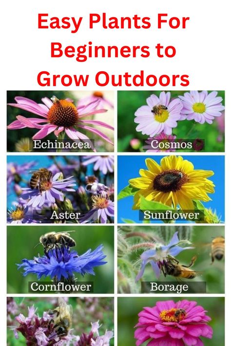 Plants For Bees, Honey Bee Garden, Bee Friendly Flowers, Bee Friendly Plants, Bee Friendly Garden, Backyard Plants, Bee Garden, Bee Friendly, Pollinator Garden