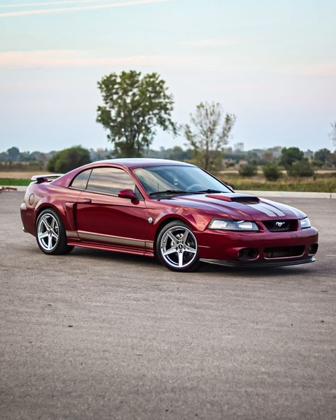 New Edge Mustang Gt, 2006 Ford Mustang Gt, 2002 Ford Mustang Gt, New Edge Mustang, Race Night, 2000 Ford Mustang, 2005 Ford Gt, 2001 Ford Mustang, Mercury Capri