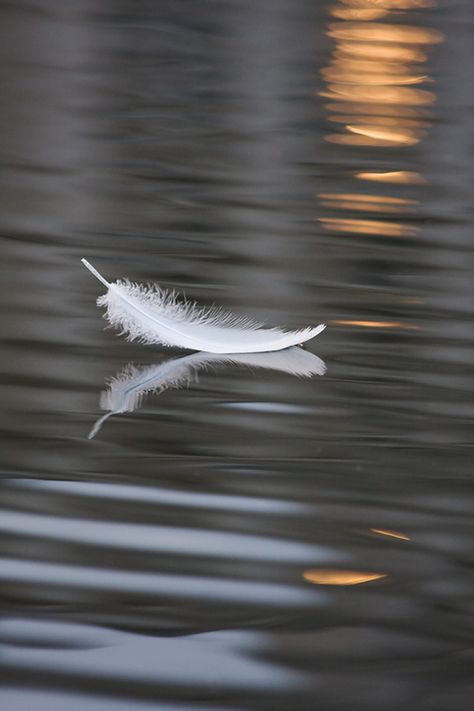 Photography community, including forums, reviews, and galleries from Photo.net Angel Feathers, White Feather, Foto Art, Black Swan, Cebu, Beautiful Photography, Nature Beauty, At Night, Beautiful Nature