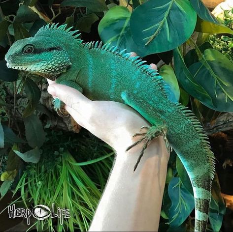 Chinese Water Dragon, Petit Tattoo, Reptile Room, Fun Facts About Animals, Wild Animals Pictures, Pet Dragon, Reptile Cage, Cute Reptiles, Reptile Enclosure