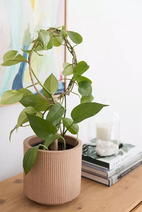 Grow Plants in Unique Ways Using PVC Pipe | Hometalk Diy Plant Trellis, Potted Plant Trellis, Pot Trellis, Trellis Diy, Indoor Plant Trellis, Wire Trellis, Indoor Plants Styling, Plant Styling, Plant Trellis