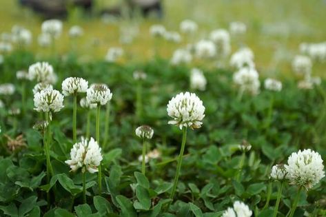 Clover Garden, Clover Lawn, Grass Alternative, Clover Seed, Lawn Alternatives, White Clover, Garden Weeds, Clover Flower, Soil Layers