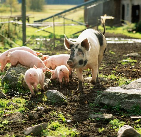 Pig family Big Pigs, Teacup Pigs, Pig Family, Pig Farming, Pet Pigs, Image Bank, Farm Scene, Farms Living, Down On The Farm