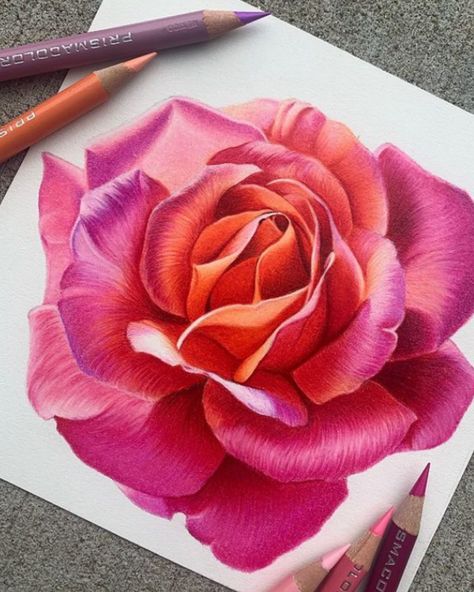 🌷: @_annisart_ Pencil Colour Painting, Pencil Flowers, Realistic Flower Drawing, Pencil Inspiration, Painting Roses, Color Pencil Sketch, April Showers Bring May Flowers, Prismacolor Art, Acrylic Art Projects