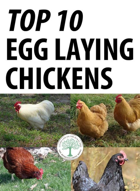 If you want to raise chickens that give you the most organic eggs, we've got 10 different breeds for you to choose from. #chickens #homesteading #livestock #poultry Best Chickens For Eggs, Chicken Breeds For Eggs, Different Breeds Of Chickens, Best Laying Chickens, Chicken Coop Ideas, Funny Pet Costumes, Laying Chickens Breeds, Best Egg Laying Chickens, Laying Chickens