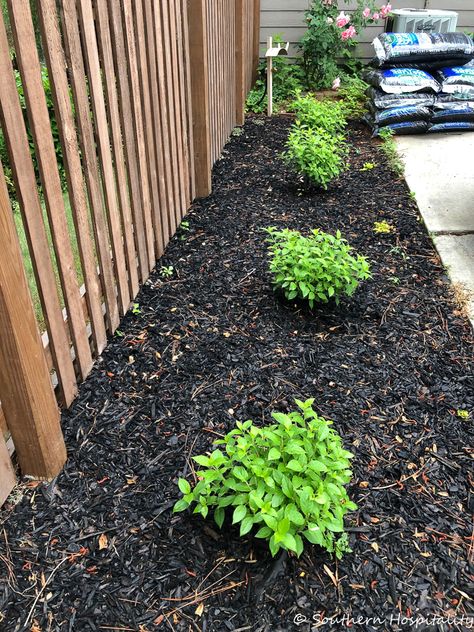 Limelight Hydrangea Landscaping, Sewing Armoire, Front Portico, Little Lime Hydrangea, Exterior Upgrades, Hydrangea Landscaping, Southern Living Plants, Lime Punch, Yard Diy