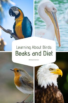 Bird Unit Study Elementary, Bird Beaks Activity, Preschool Birds, Bird Activities, Ideas For Learning, Science Homeschool, Birds Theme, Owl Pellets, Birds For Kids