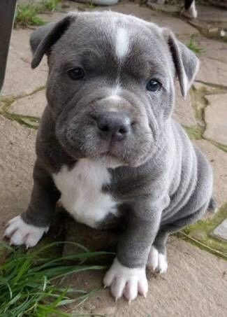 Pitbull Dog Puppy, Funny Pugs, Pit Bull Puppies, Pitt Bulls, Blue Pits, Bull Terriers, Pitbull Puppies, Bull Terrier Dog, Pit Bull Terrier