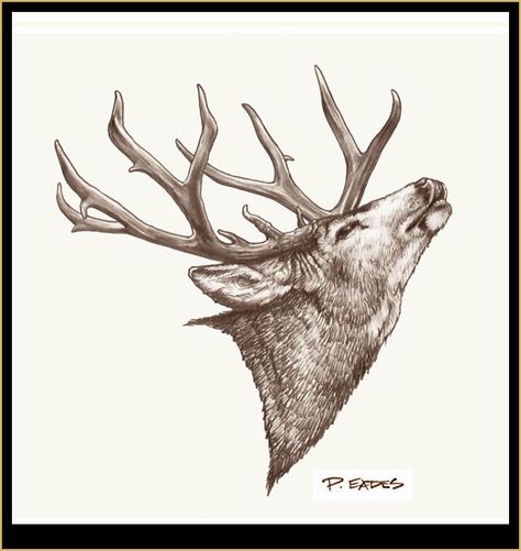 Mule deer drawing Mule Deer Antler Tattoo, Montana Cookies, Mule Deer Tattoo, Mule Deer Drawing, Deer Front View Drawing, Deer And Elk Drawings, Native Deer Tattoo, Deer Tattoo Designs Sketches, Deer Drawings