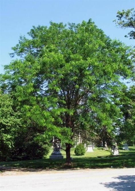 Skyline honey locust tree (Gleditsia triacanthos f. inermis 'Skycole' Skyline®) Honey Locust Tree, Locust Tree, Nursery Plants, Honey Locust, Erosion Control, Attracting Bees, Shade Trees, Seed Pods, Plant Nursery