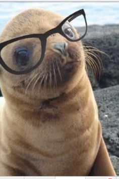 Animals Wearing Glasses. Cute Seal. #optrafair Baby Sea Lion, Shark Baby Costume, Fauna Marina, Cute Seals, Seal Pup, Baby Seal, A Seal, High Hopes, Sea Lion