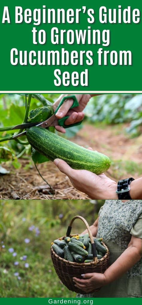 Cucumber From Seed, Garden Vegetables To Grow, Growing Cucumbers From Seed, Cucumber Companion Plants, Cucumber Seedlings, Cucumber Varieties, Japanese Cucumber, Vegetables To Grow, Cucumber Beetles